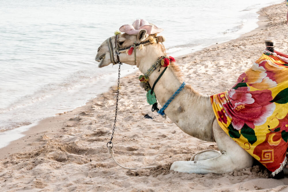 Jazda na ťave, Egypt