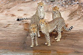 Národní park Masai Mara, gepardi