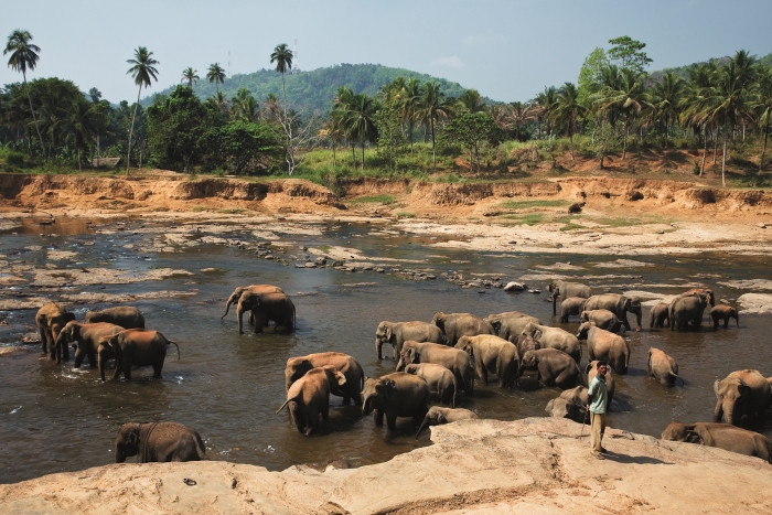Sri-Lanka-Kralom-fauny-Sri-Lanky-je-slon.jpg