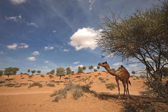 Spojené arabské emiráty púšť Spojené arabské emiráty púšť