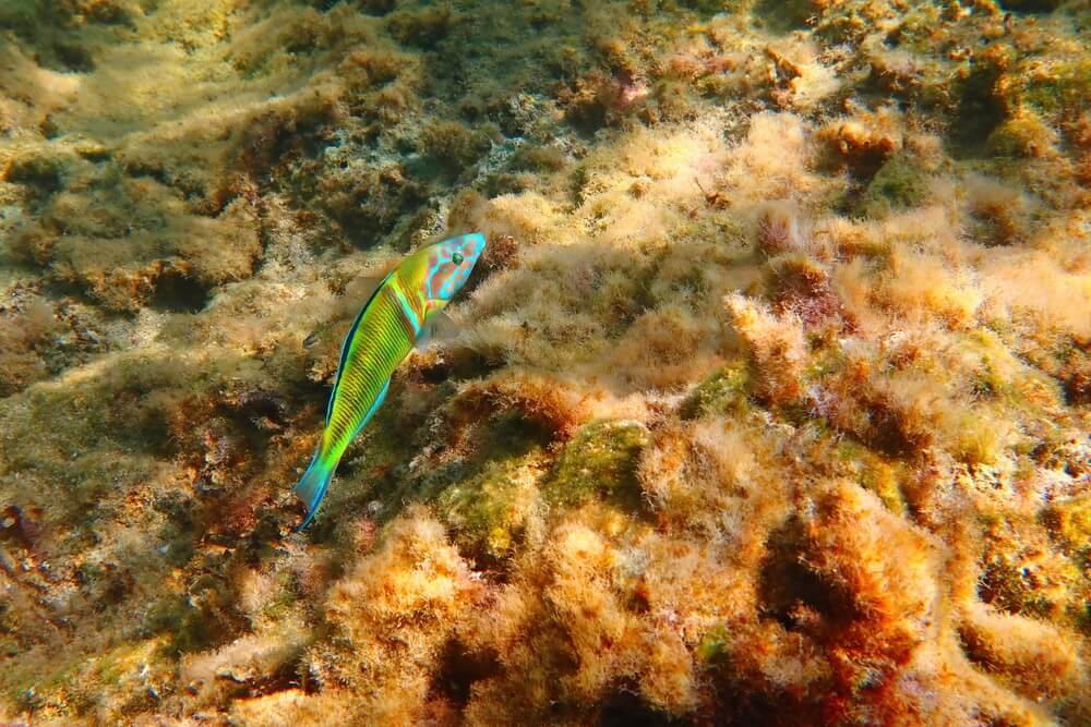 Farebná ryba. Zdobená pyskovitá rybka (Thalassoma pavo)