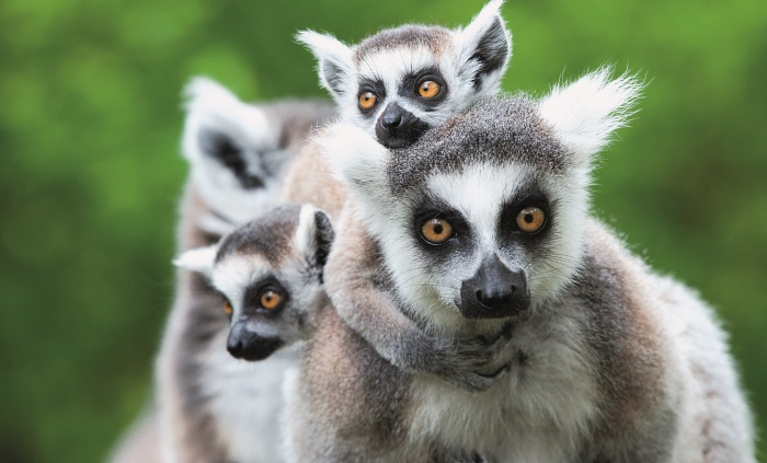 Madagaskar-Lemury-su-typickymi-cicavcami-Madagaskaru.jpg