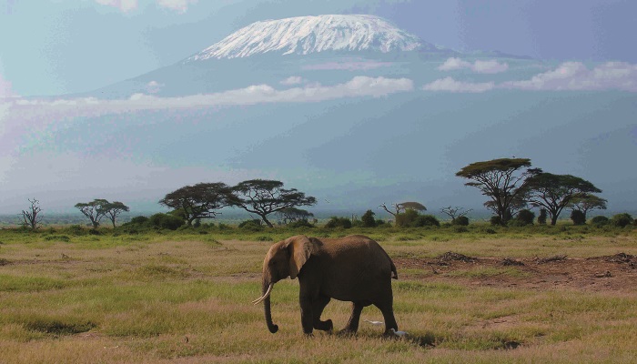 Kena-sa-nachadza-na-rovniku-pod-Kilimandzarom.jpg