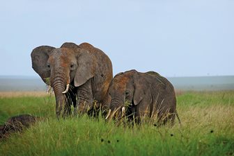 Národní parky Keňa, safari a sloni