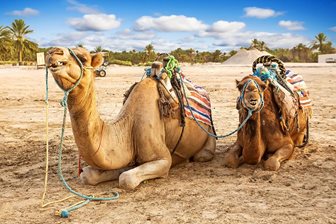 Camel park