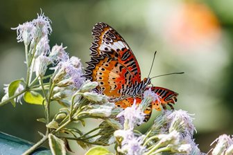 Bali Butterfly Park