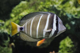 Aquarium Costa de Almería