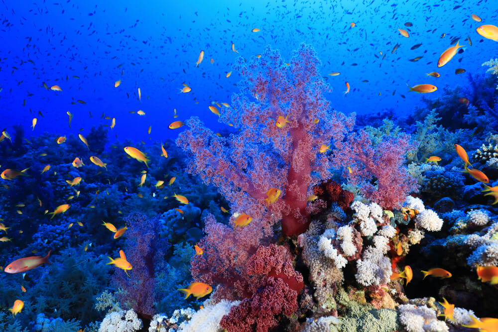 Elphinstone Reef