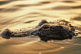 Aligator-je-typickym-zivocichom-Floridy.jpg