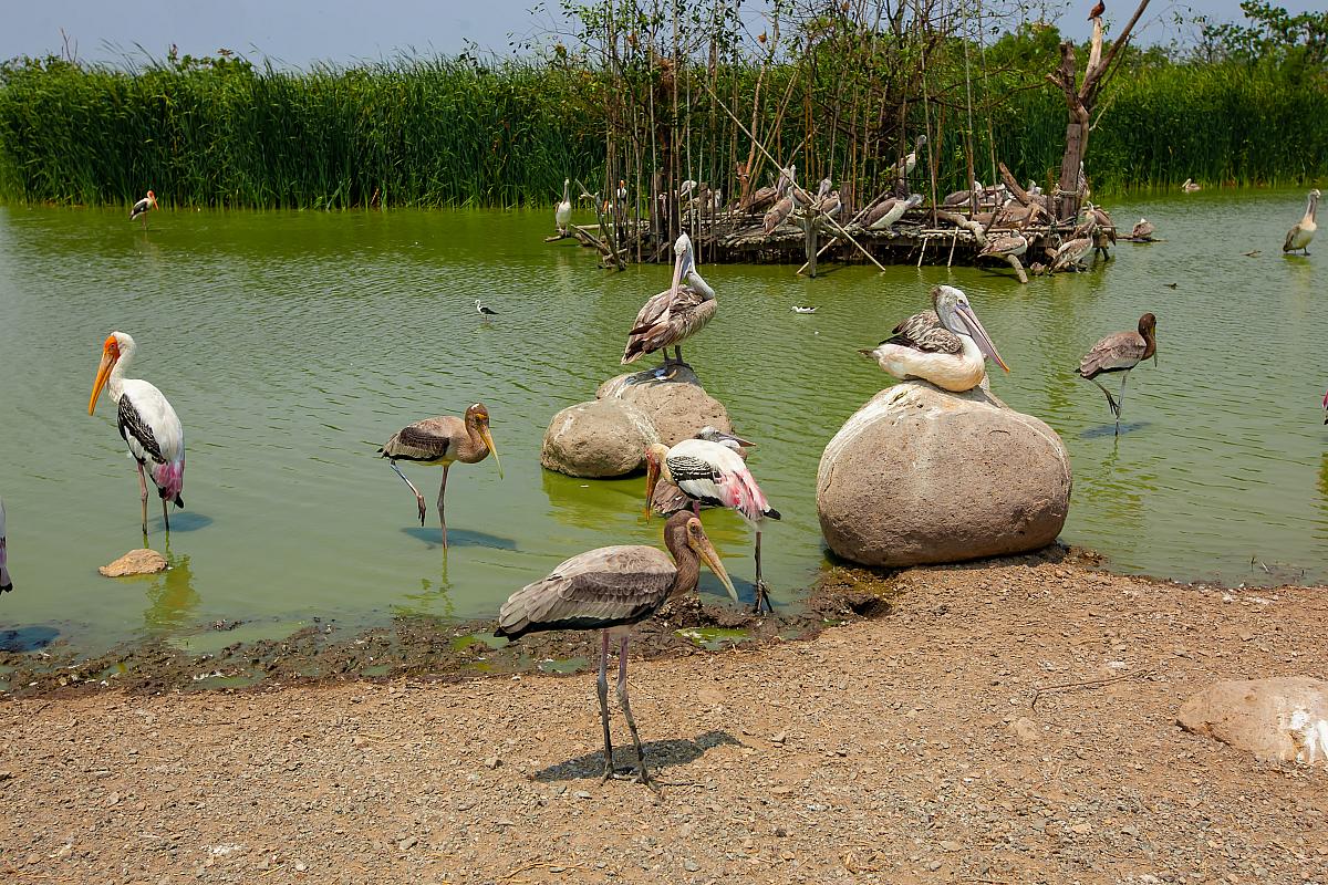 Bubali Bird Sanctuary