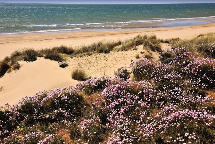 Spanielsko-02-Costa-de-la-Luz-Paradna-plaz-Carabela-Beach-v-oblasti-Matalascanas.jpg