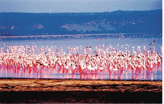 Národní park Nakuru