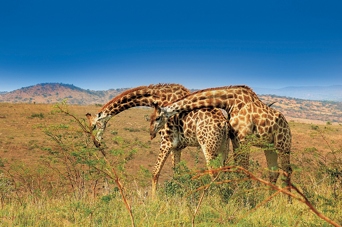 Národní park Serengeti v Tanzánii