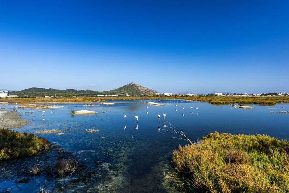 Prírodný park S'Albufera