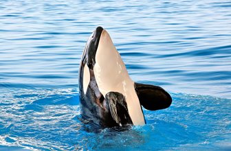 Loro Parque, kosatka