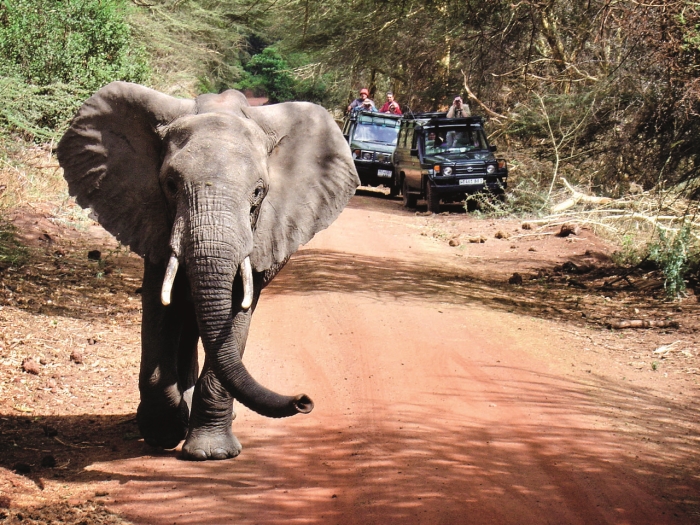 Safari Safari