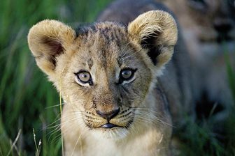 Národní parky Keňa, safari a lvi
