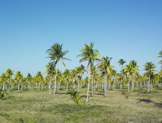 Desembarco del Granma