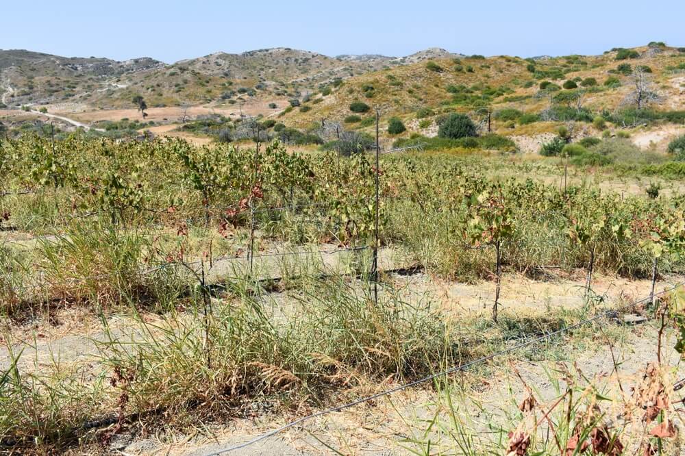 Vinohrad vinárstva v Grécku, ostrov Rhodos