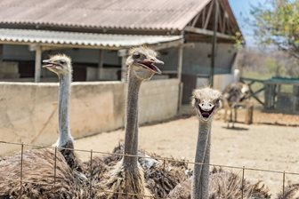 Ostrich Farm