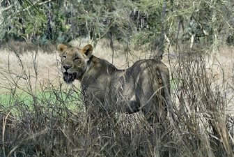 Gorongosa