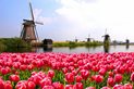 Nizozemsko, mlýny, kanály a tulipány Nizozemsko, mlýny, kanály a tulipány