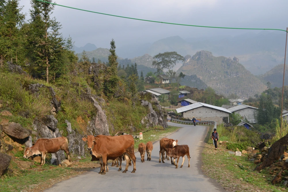 Mèo Vạc