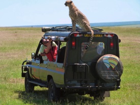 Uzite-si-safari-v-Masai-Mara.jpg