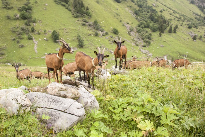 Francuzsko-Priroda-francuzskych-Alp.jpg