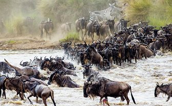 Národní park Masai Mara, pakoňové