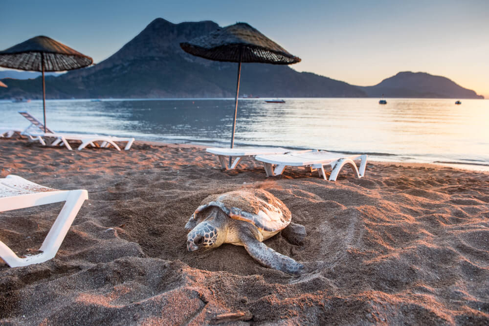 Morská korytnačka kareta (Caretta caretta)
