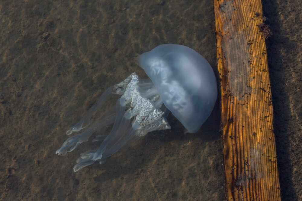 Rhizostoma pulmo (medúza sudová)