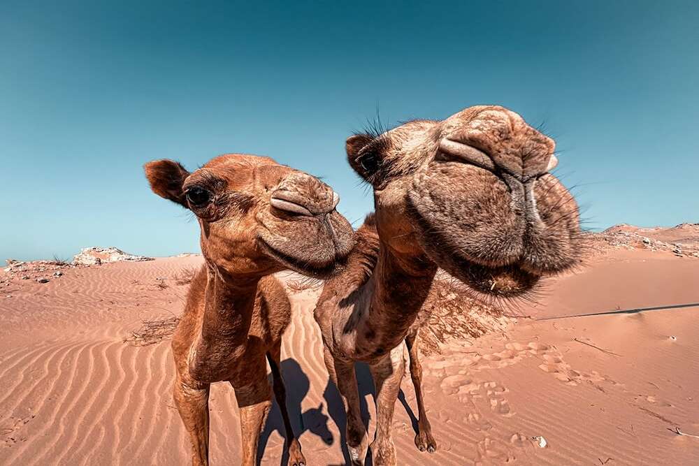 Ťavy v púšti, Hurghada
