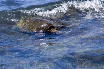 Mořská želva u Kalamaki
