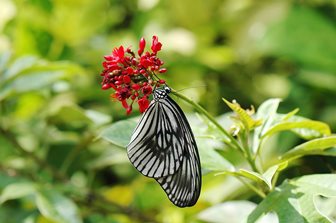 Kemenuh Butterfly Park