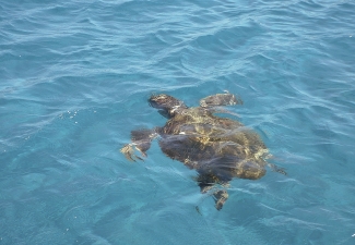 Grecko-7-Zakynthos-Korytnacky-Caretta-Caretta-su-na-Zakynthose-prisne-chranene.jpg