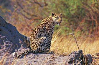 Národní parky Keňa, safari a levhart