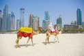 Dubaj, velbloudi na okraji pouště Dubaj, velbloudi na okraji pouště