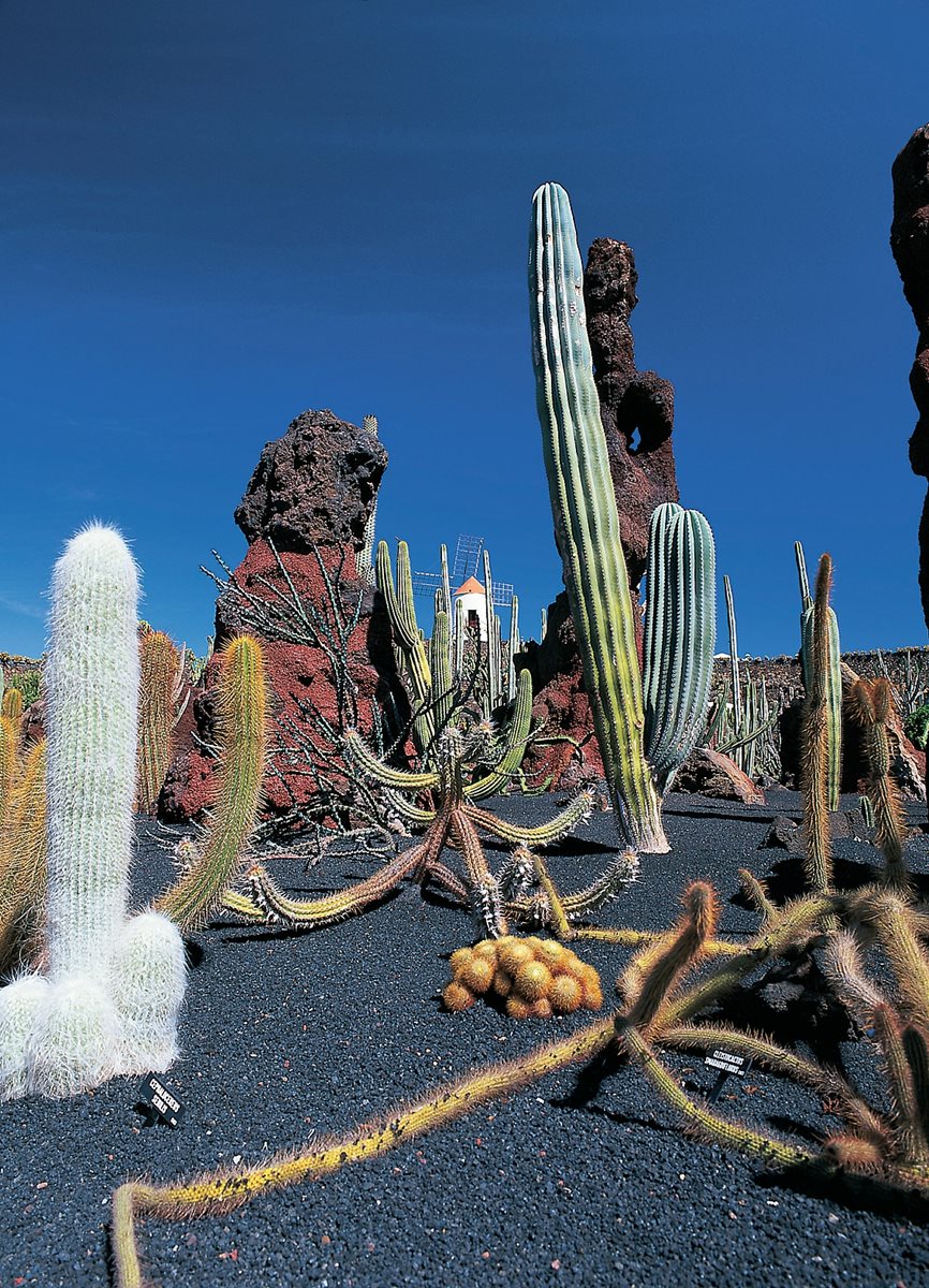 Kaktusová zahrada