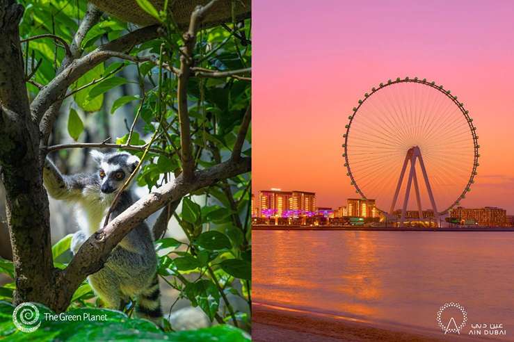ain-dubai-(1).jpg