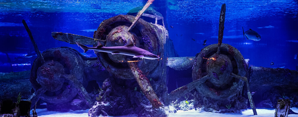 Aquarium v Antalyi Aquarium v Antalyi